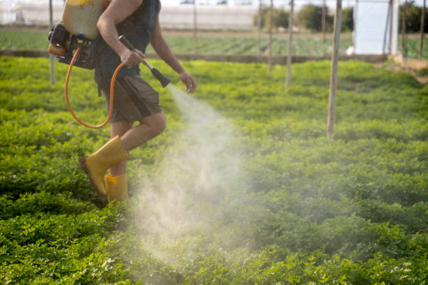 Best Pest Removal Services  in Bonham, TX