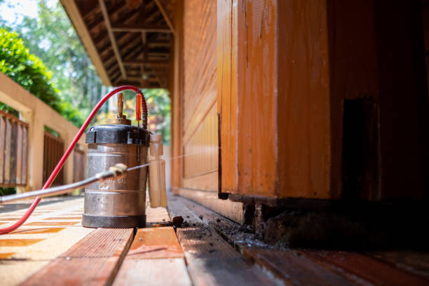 Best Wasp Removal Services  in Bonham, TX